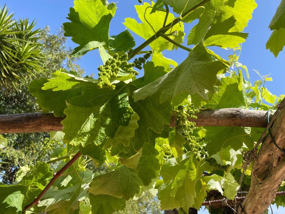 Finca Can Toni Den Real San José المظهر الخارجي الصورة