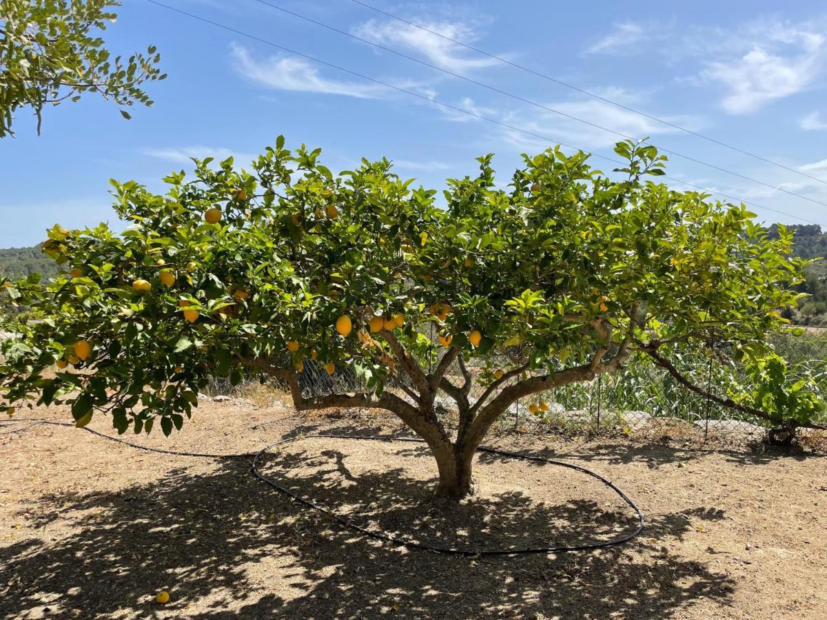 Finca Can Toni Den Real San José المظهر الخارجي الصورة
